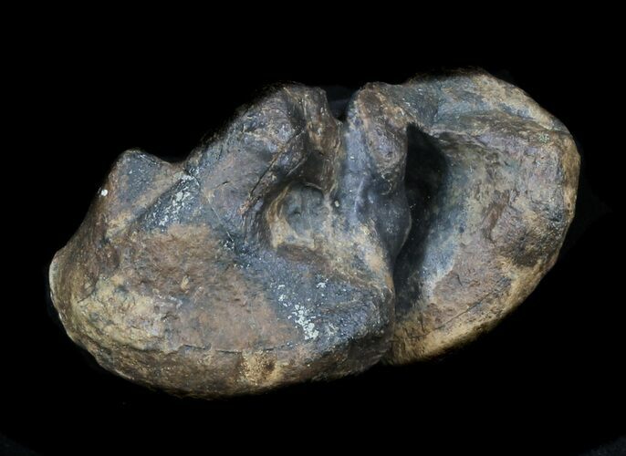 Fossil Manatee (Trichechus) Ear Bone - Florida #33316